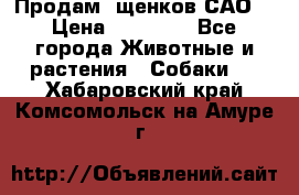 Продам ,щенков САО. › Цена ­ 30 000 - Все города Животные и растения » Собаки   . Хабаровский край,Комсомольск-на-Амуре г.